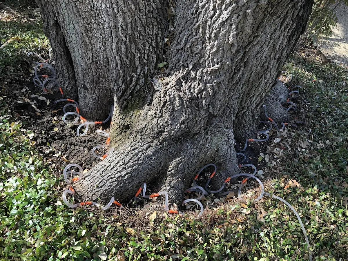 Detailed Tree Cabling and Bracing job site in Port Norris