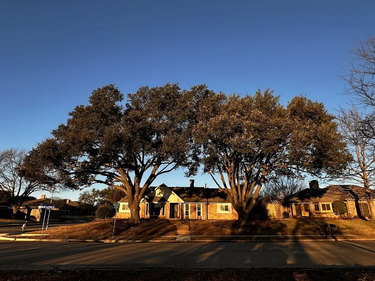 Established residential canopy tree shading a home in Port Norris